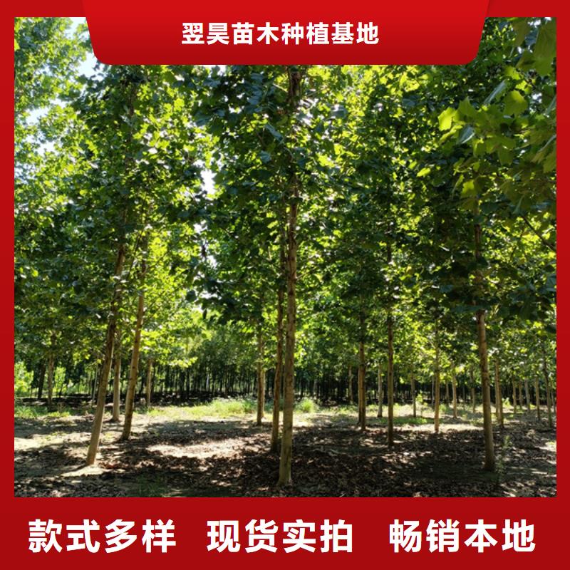 法桐五角枫货品齐全