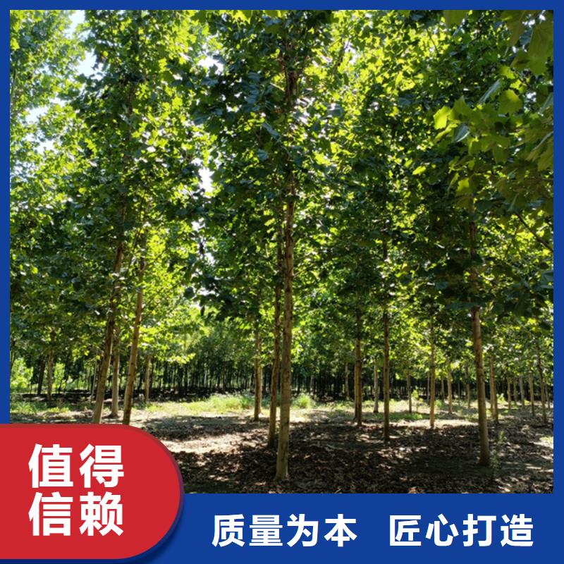 法桐截杆发帽厂家大量现货