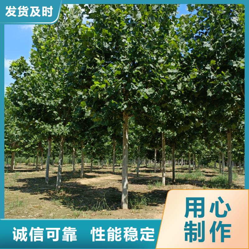 法桐截杆发帽厂家大量现货
