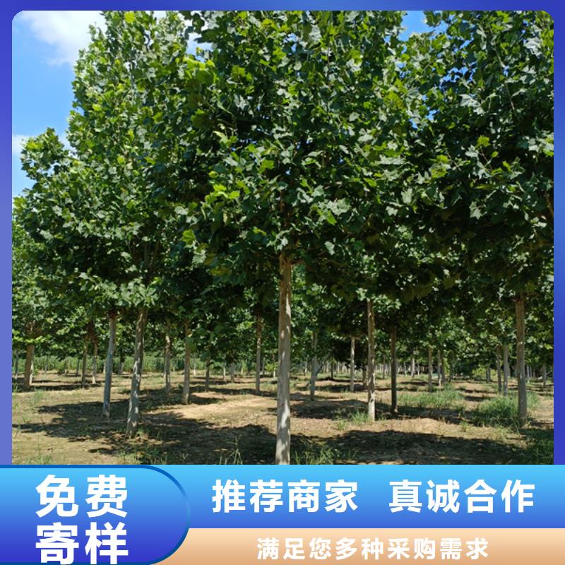 法桐,黄金槐精选优质材料