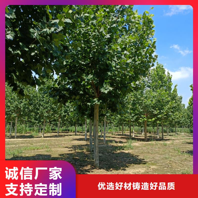 法桐五角枫拥有核心技术优势