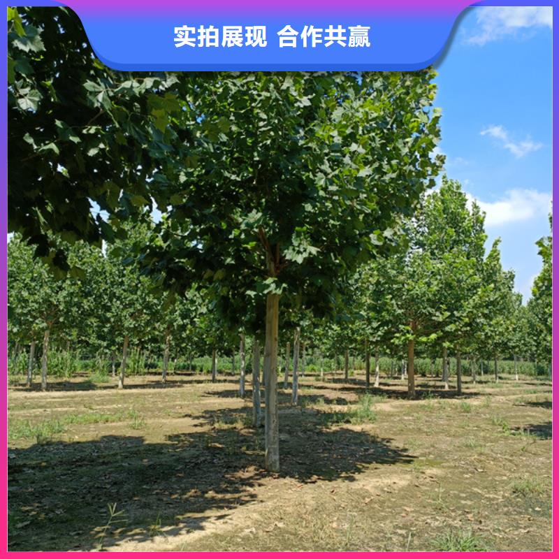 法桐北京栾厂家供应