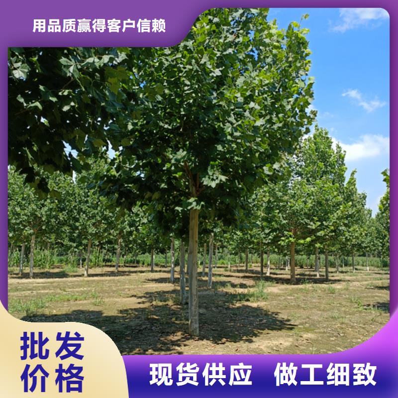法桐-五角枫源头厂商