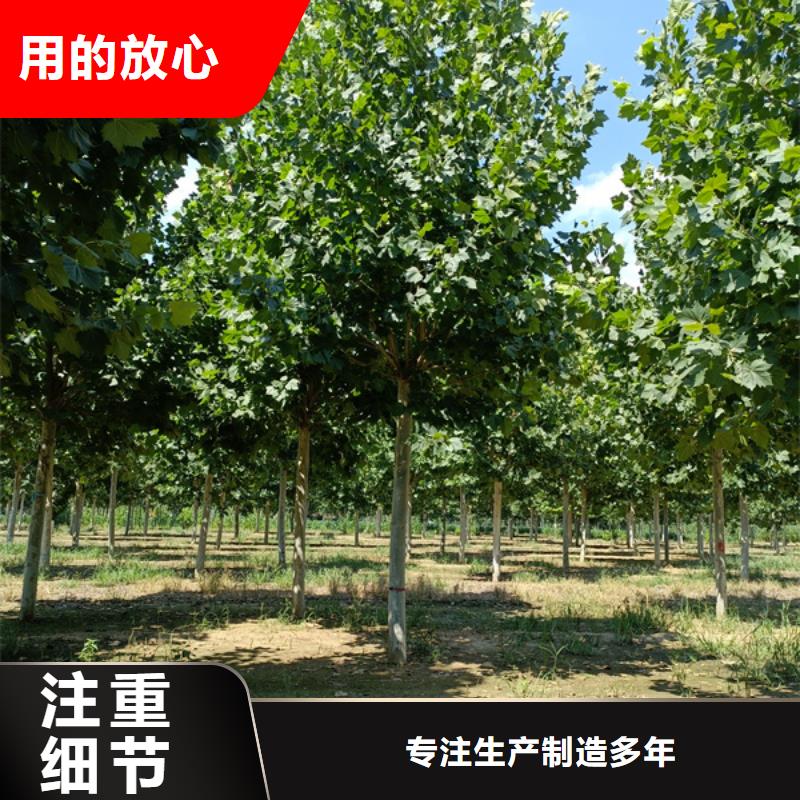 法桐五角枫货品齐全