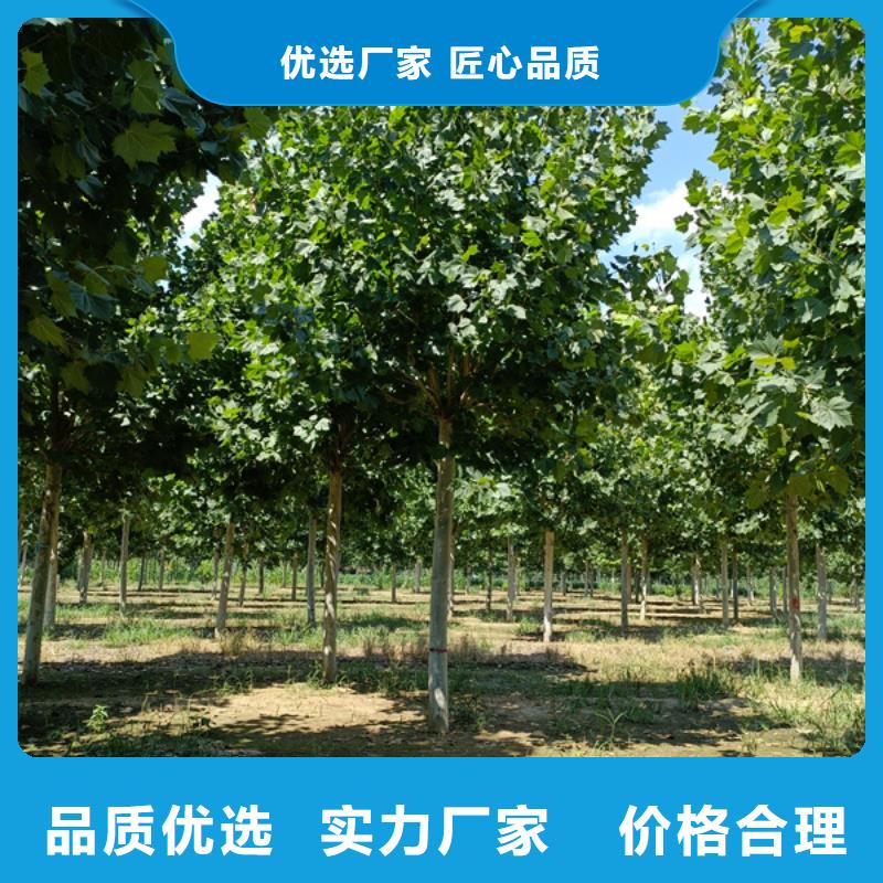 美国红枫视频-美国红枫-翌昊苗木种植基地(昭通市分公司)服务区域昭阳|镇雄|保山|丽江|曲靖|玉溪|临沧|迪庆