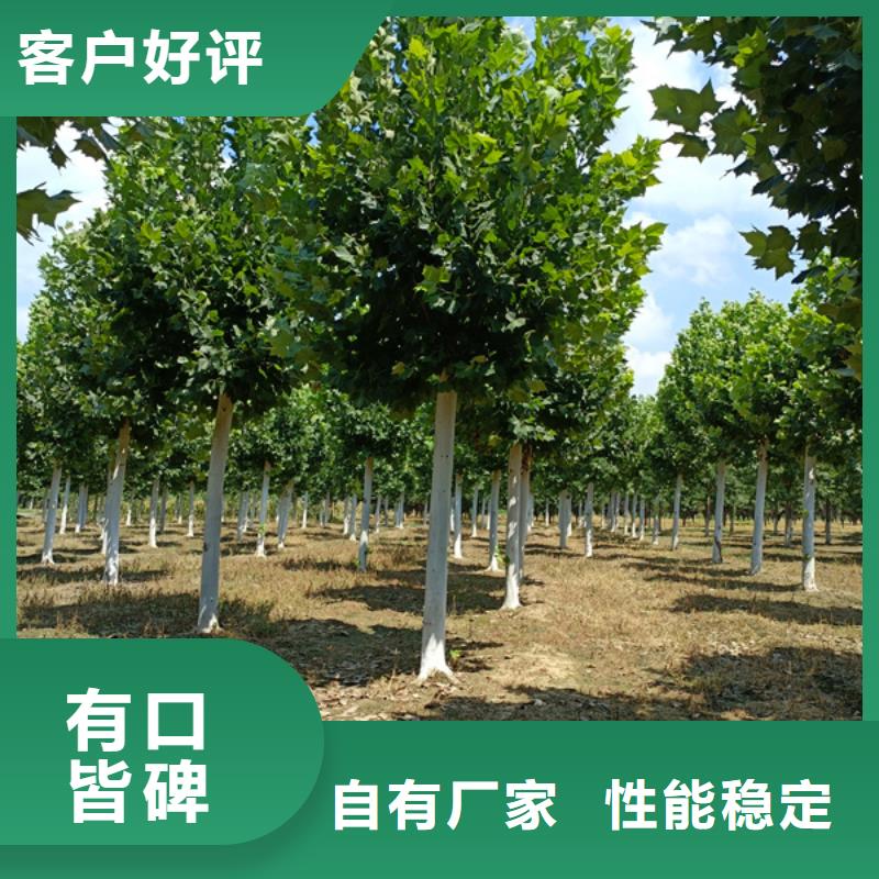 法桐,秋紫白蜡免费获取报价