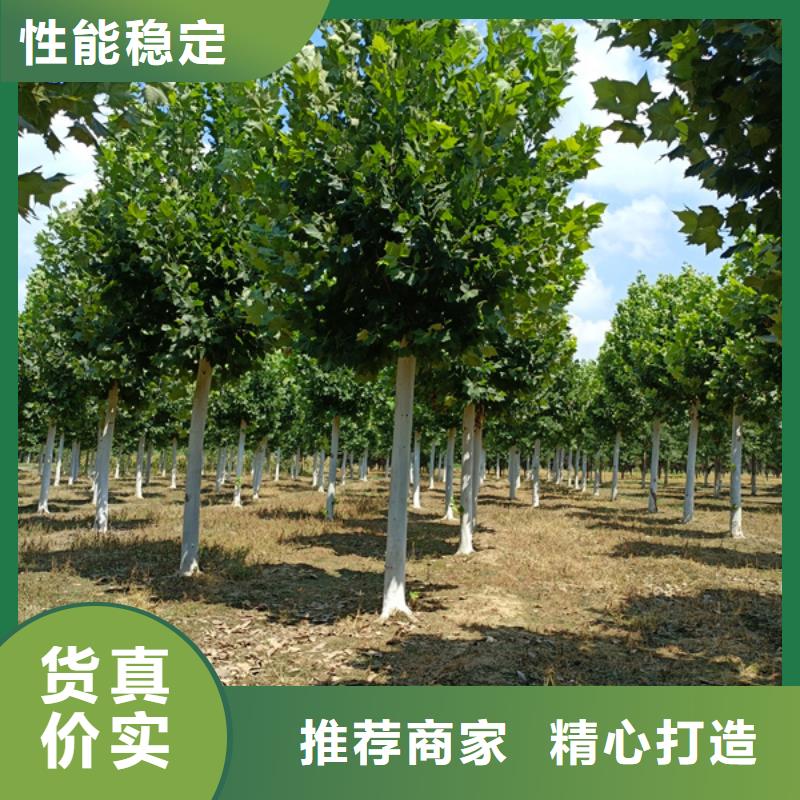 法桐_原生冠法桐精品优选