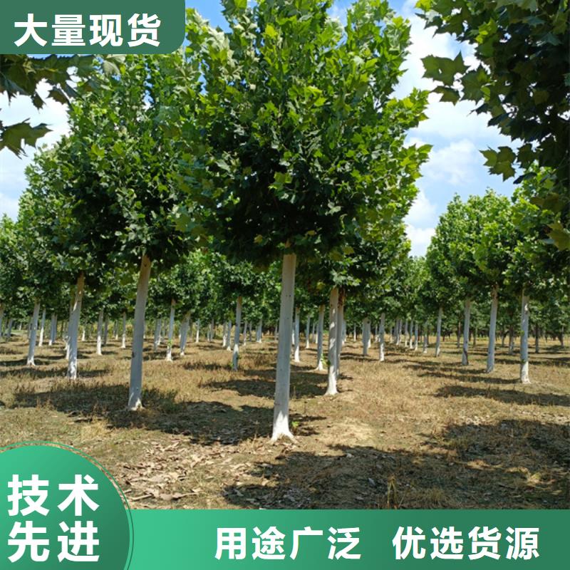 法桐国槐库存丰富