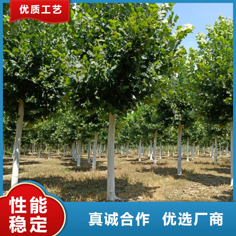 法桐西府海棠专注细节专注品质