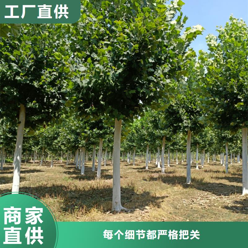 法桐原生冠法桐免费安装