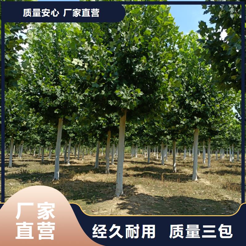 【法桐 美国红枫供货及时】