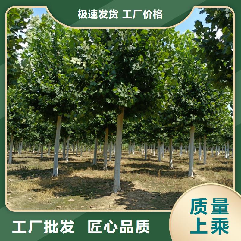 法桐原生冠法桐实力大厂家