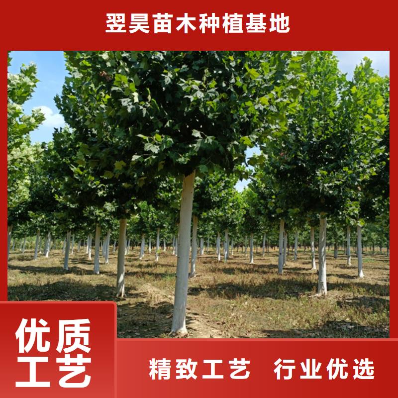 法桐金叶复叶槭一对一为您服务