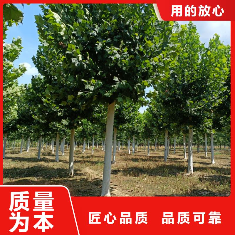 法桐_国槐值得信赖