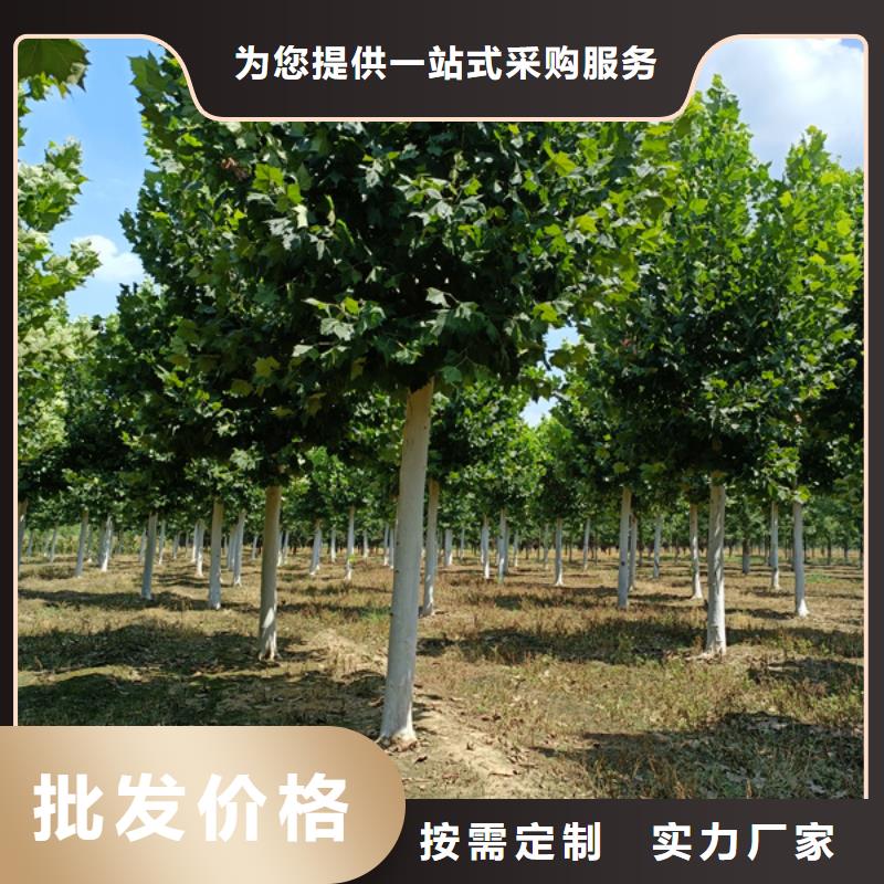 法桐国槐匠心制造