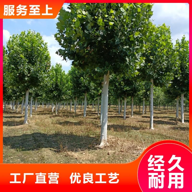 法桐北京栾厂家供应
