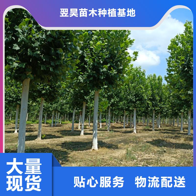 法桐北京栾认准大品牌厂家