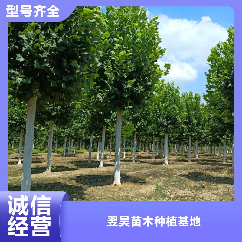 法桐价格放心选择法桐