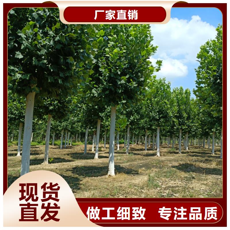 法桐 原生冠法桐生产经验丰富