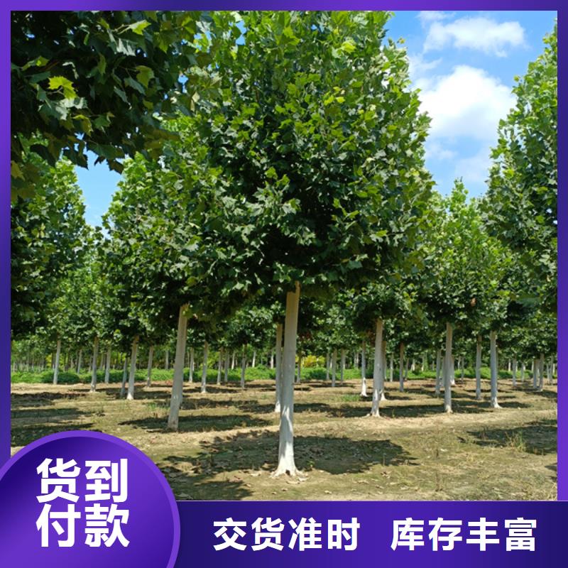  法桐全品类现货