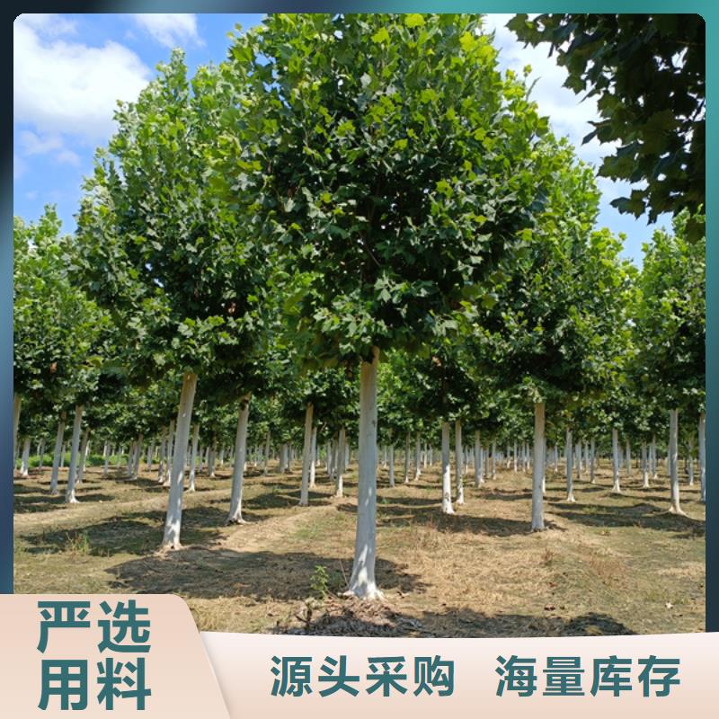 法桐秋紫白蜡免费回电