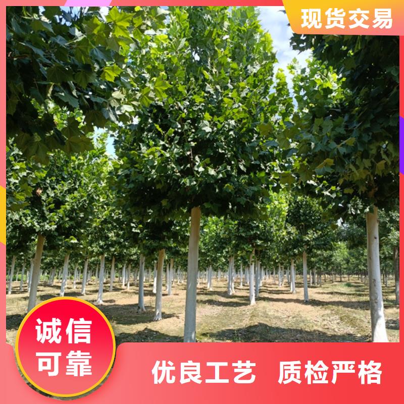 法桐美国红枫客户信赖的厂家