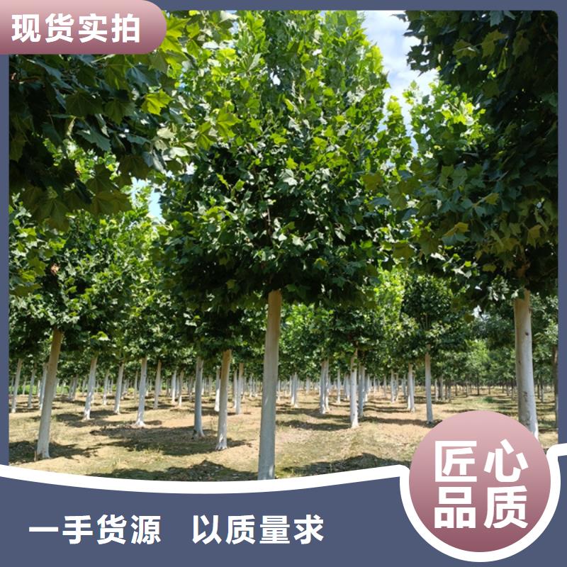 12公分法桐价格价格优惠法桐