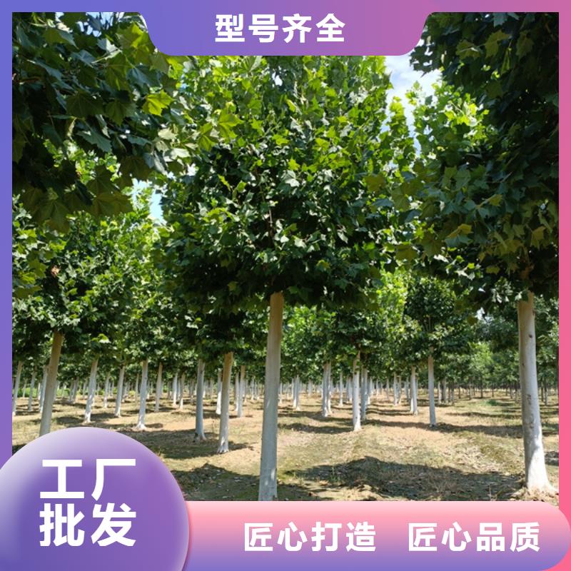 法桐原生冠法桐实力大厂家
