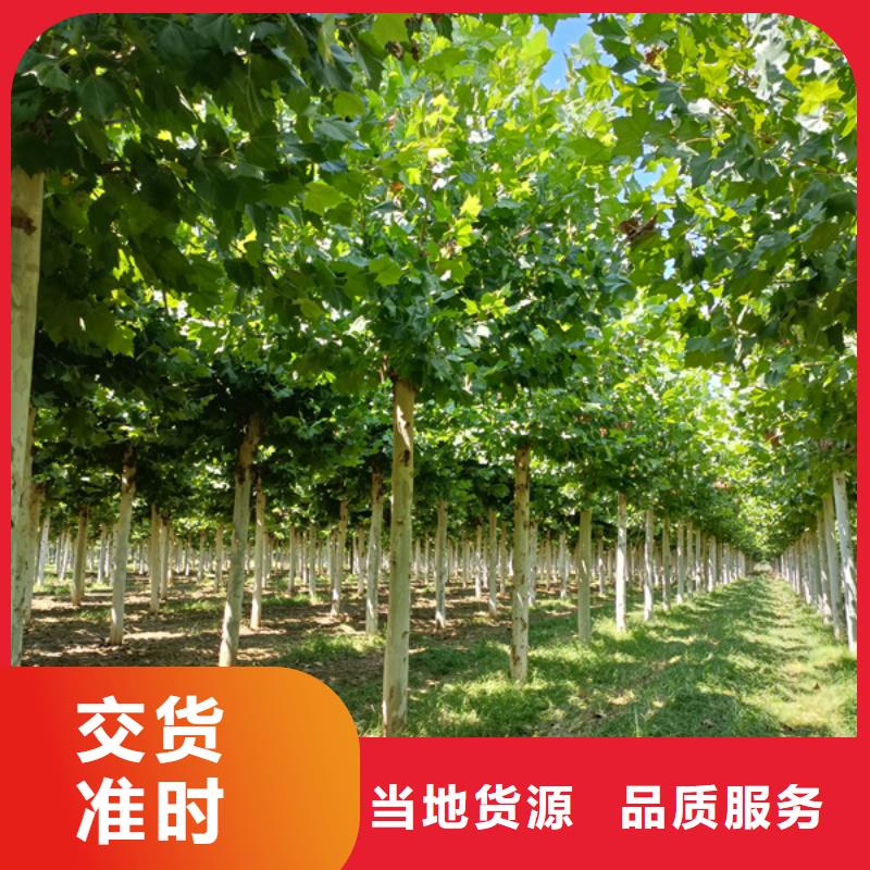 法桐_北京栾按需设计