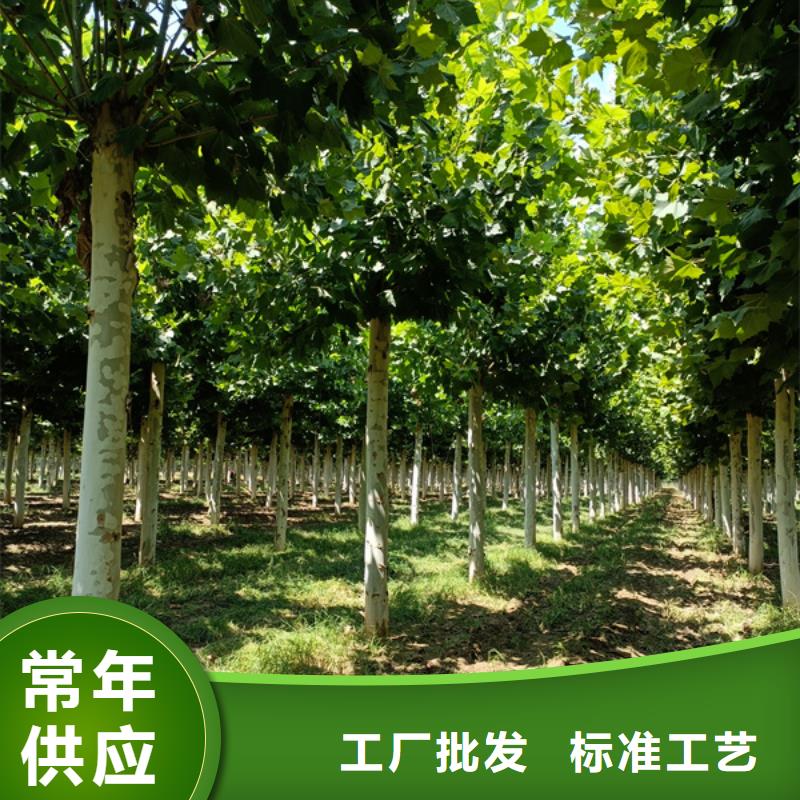 法桐 原生冠法桐生产经验丰富