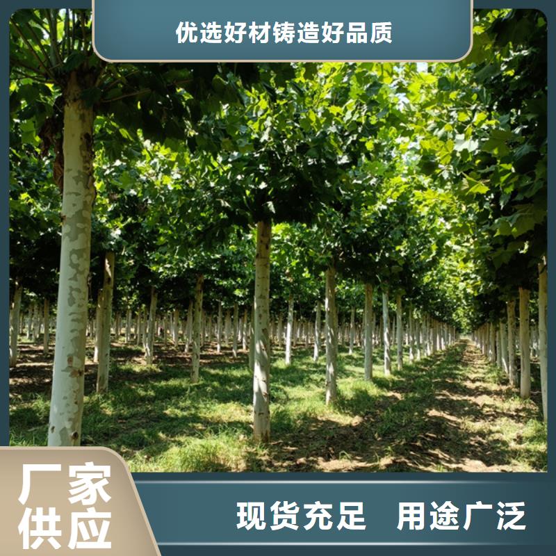 法桐金叶白蜡快捷物流