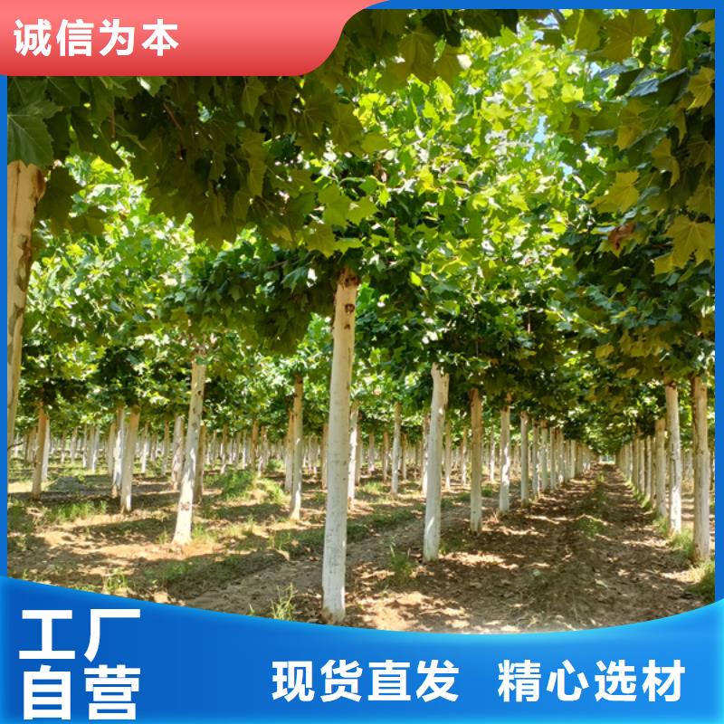 法桐国槐安装简单
