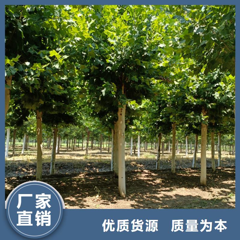 法桐五角枫拥有核心技术优势