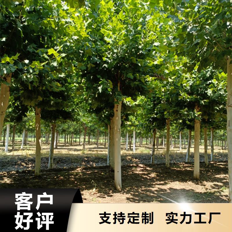 法桐秋紫白蜡免费回电
