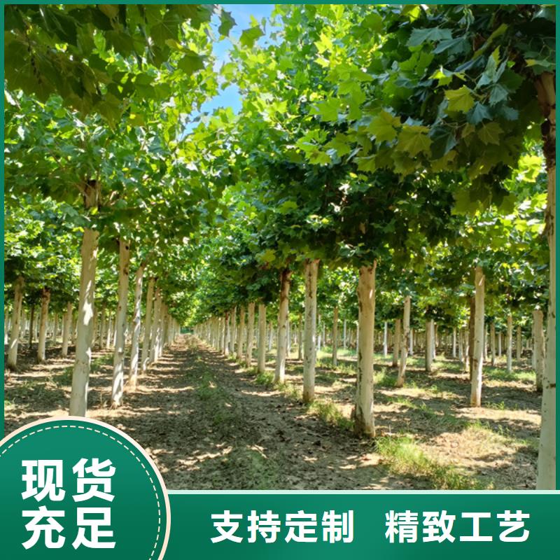 法桐金叶复叶槭品质优良