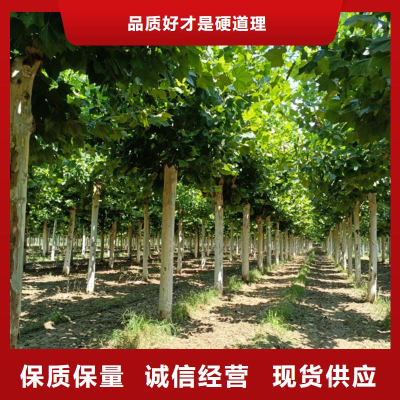 【法桐】_美国红枫品质无所畏惧