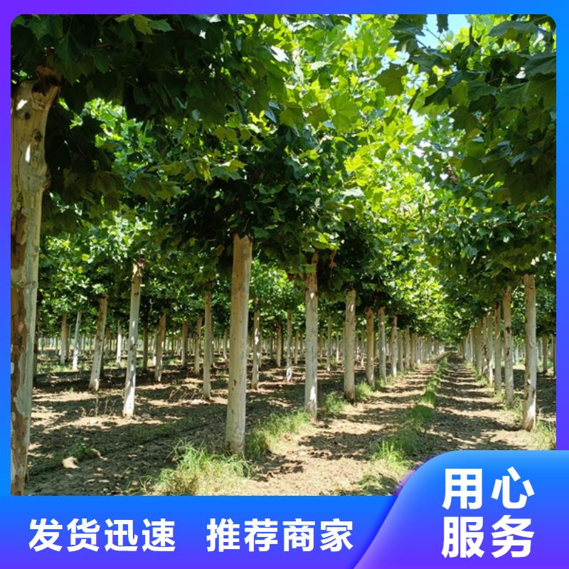 法桐_白蜡出厂价