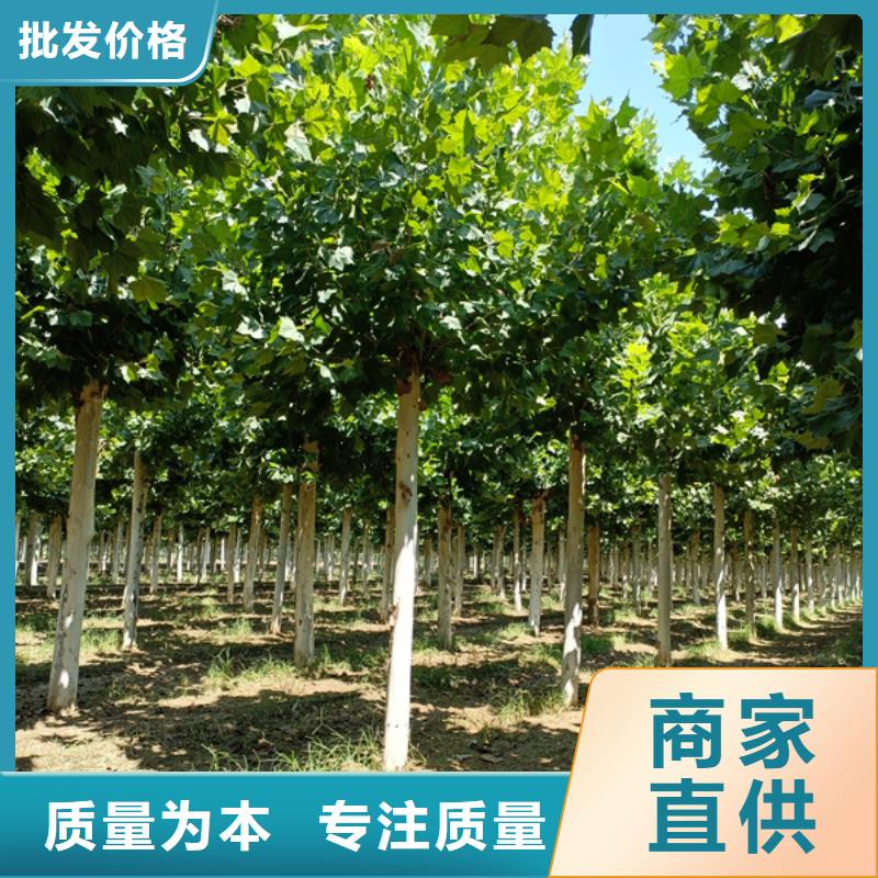 法桐 白蜡适用范围广