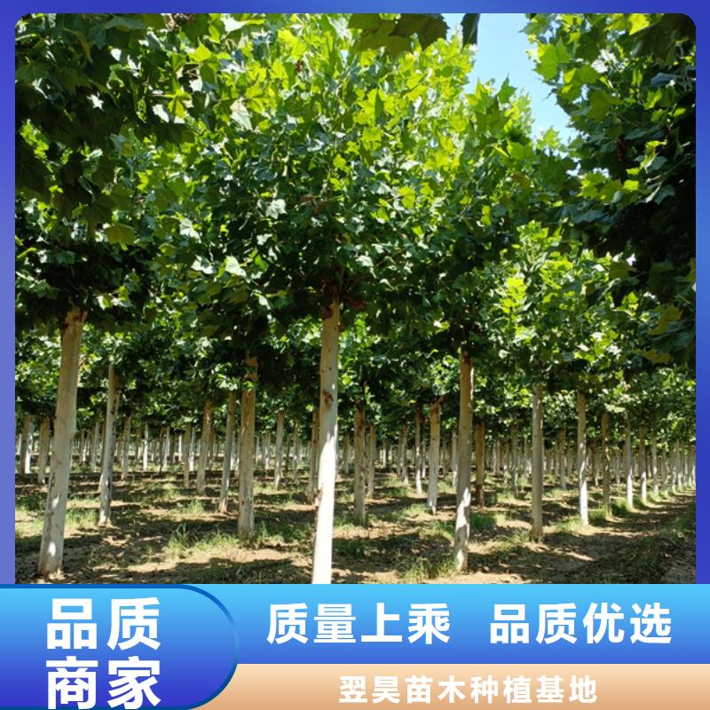 法桐美国红枫库存丰富