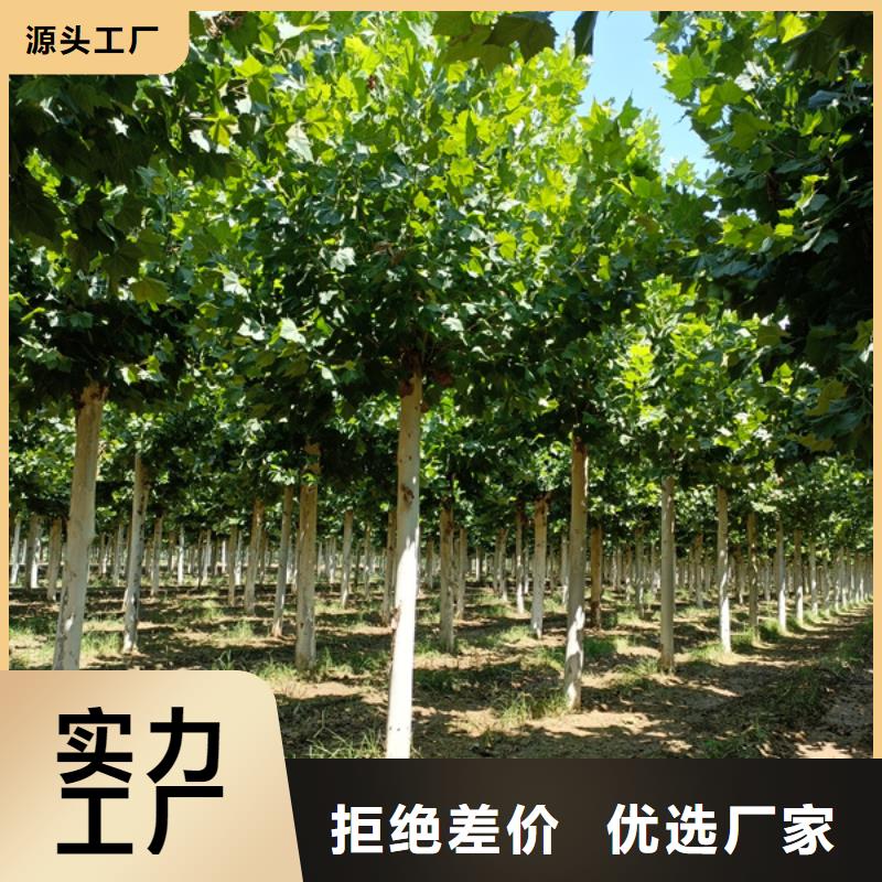 法桐_国槐值得信赖