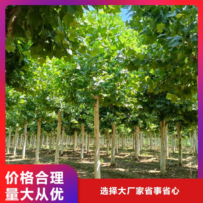 法桐原生冠法桐实力大厂家