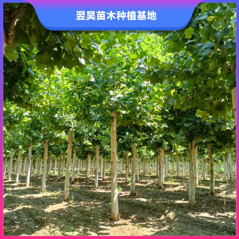 法桐可定制