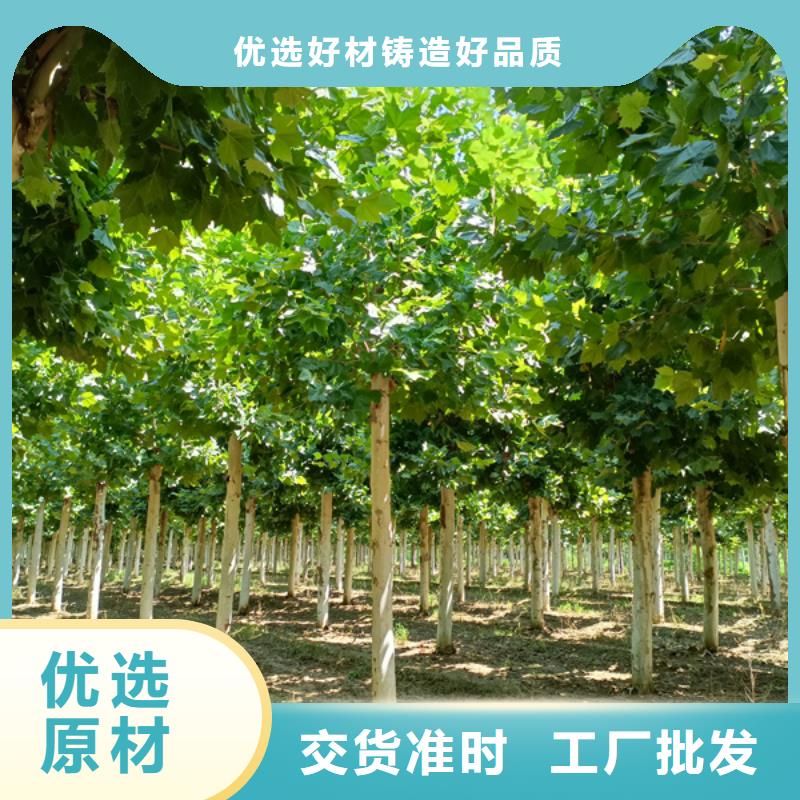 法桐-金叶复叶槭供您所需