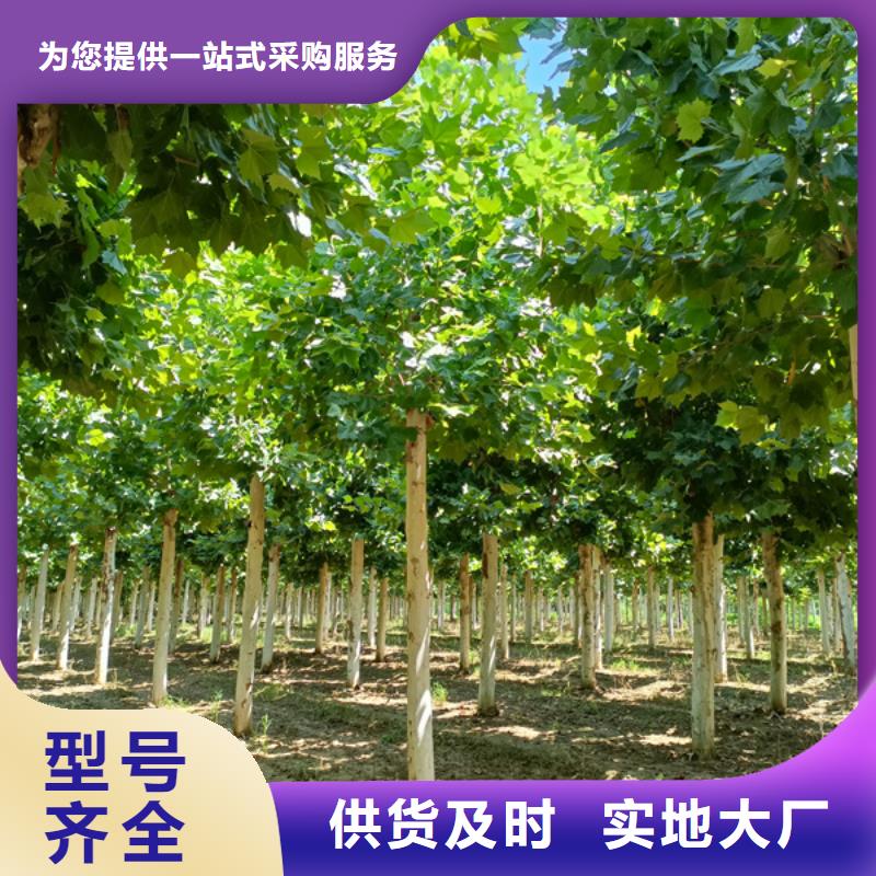 美国红枫视频-美国红枫|甘肃省合作市|卓尼|玛曲|酒泉|嘉峪关|天水|陇南|白银|临夏|金昌