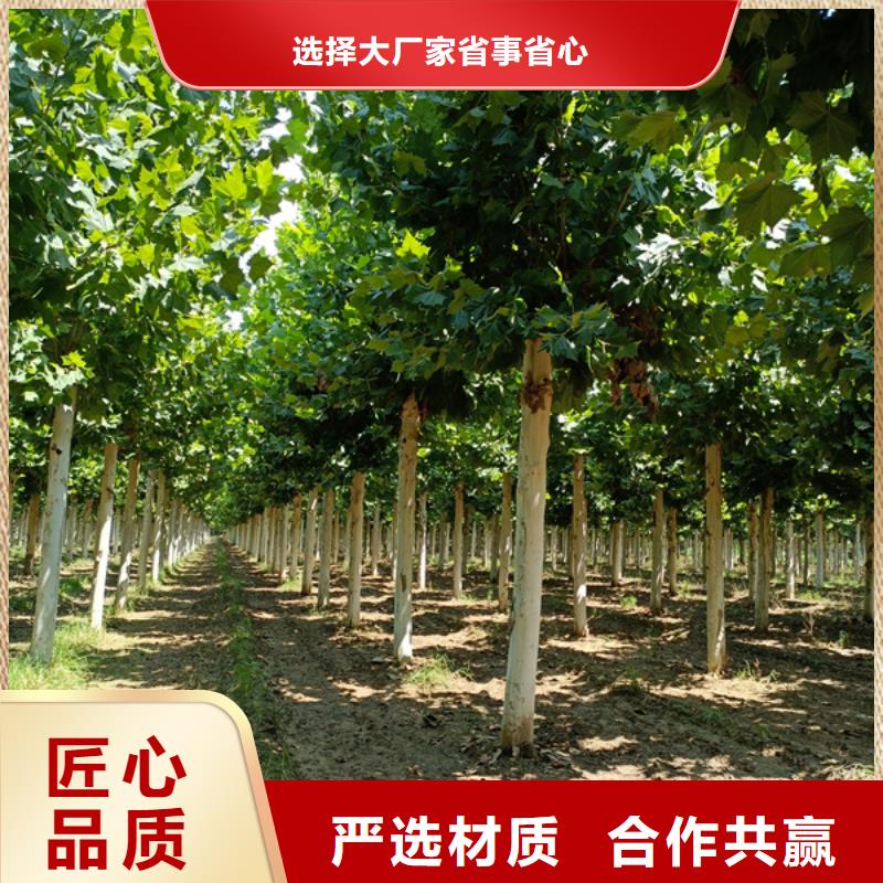 法桐美国红枫畅销本地