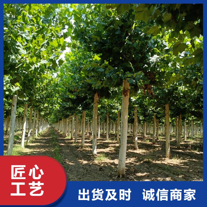 法桐,白蜡经销商