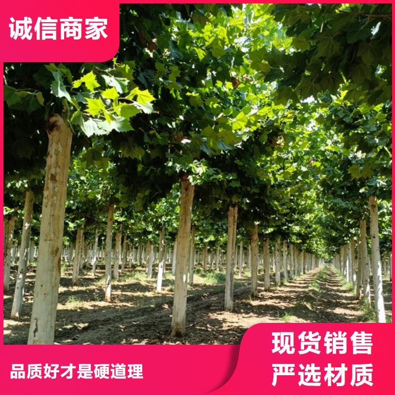 法桐美国红枫客户信赖的厂家