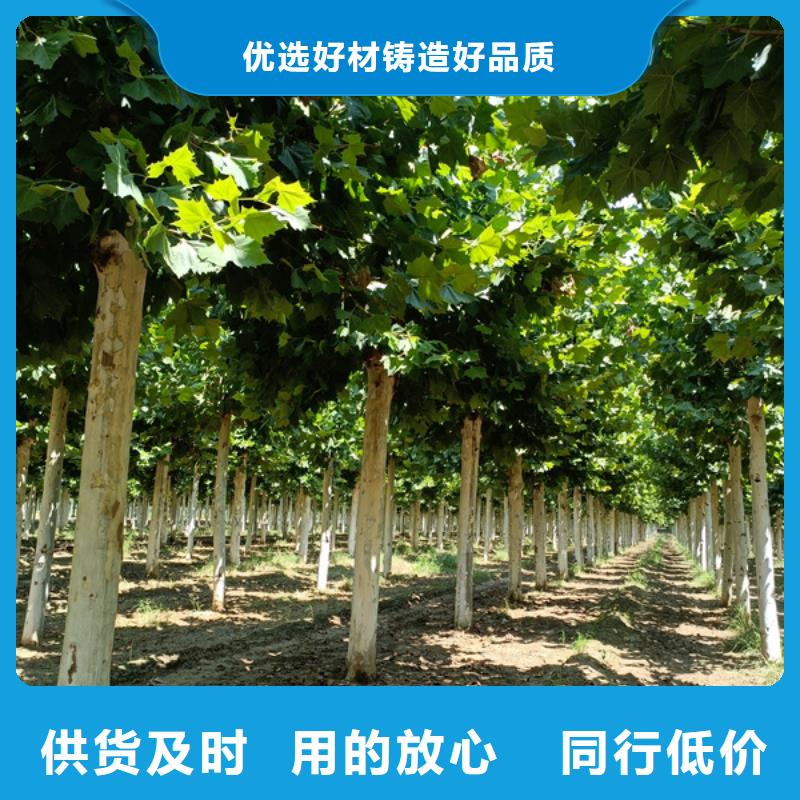 法桐,白蜡经销商