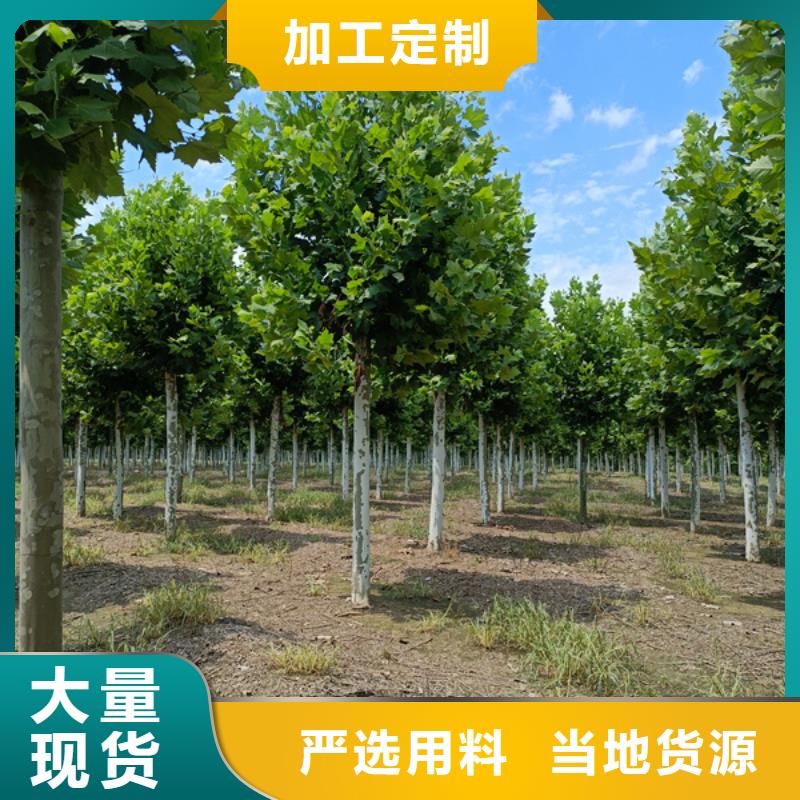 法桐北京栾专业生产N年