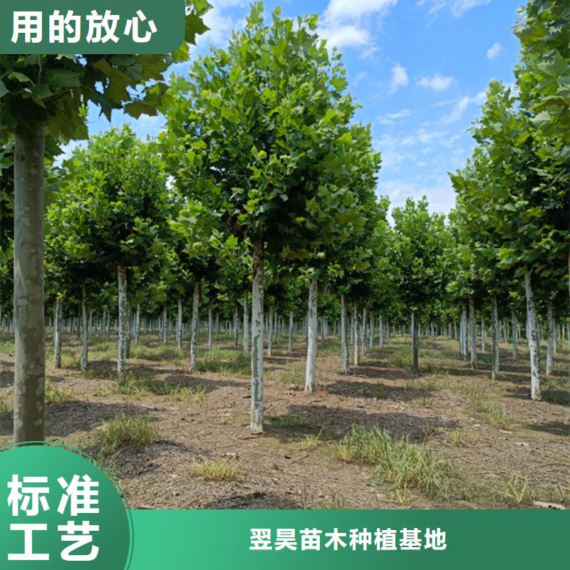 法桐_白蜡出厂价